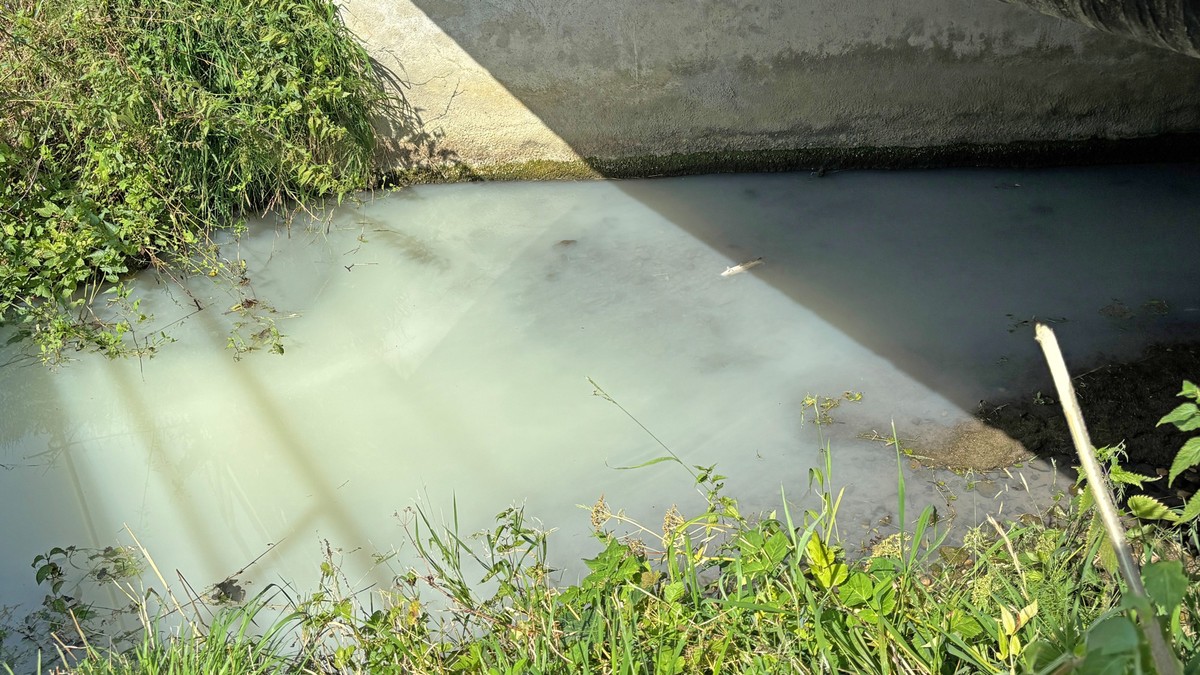 Fischsterben-nach-Verschmutzung-des-Tobelbachs-in-Erlen-TG