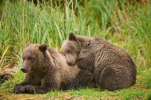 Kuschelnde Tiere