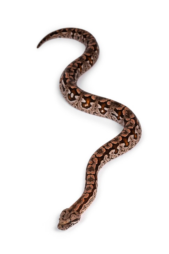 Animal with a longer neck than usual: dachshund, giraffe, shark, flamingo, bee, elephant, snake, crocodile