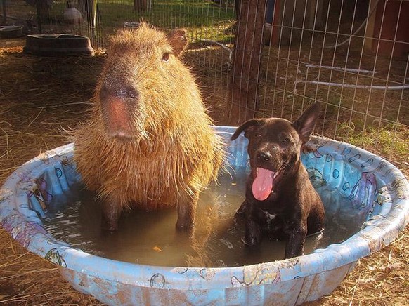 capybara

https://imgur.com/gallery/XKtnH