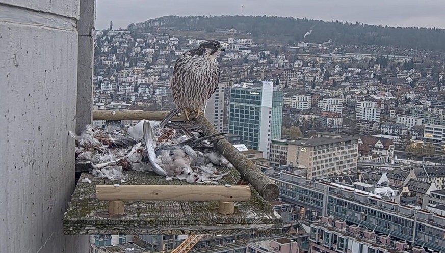 Die stolze Wanderfalkin und ihre Beute.