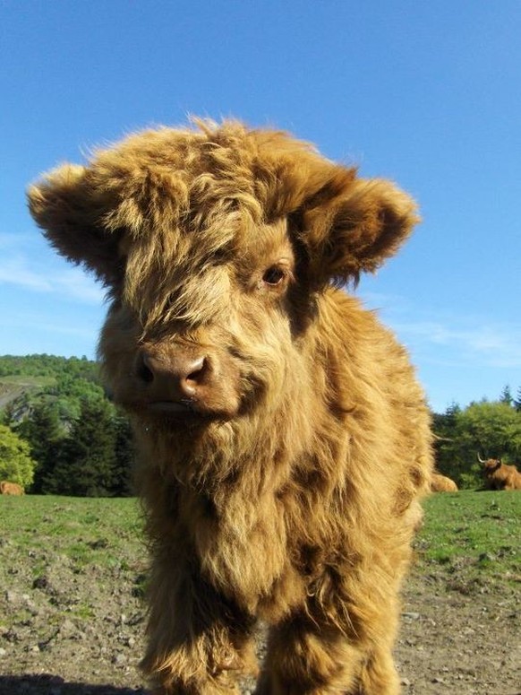 cute news tier kuh schottisches hochlandrind

https://www.reddit.com/r/aww/comments/22dsse/just_a_baby_highland_cow/