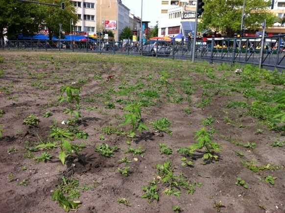 Cannabisplantage am Kottbusser Tor.&nbsp;