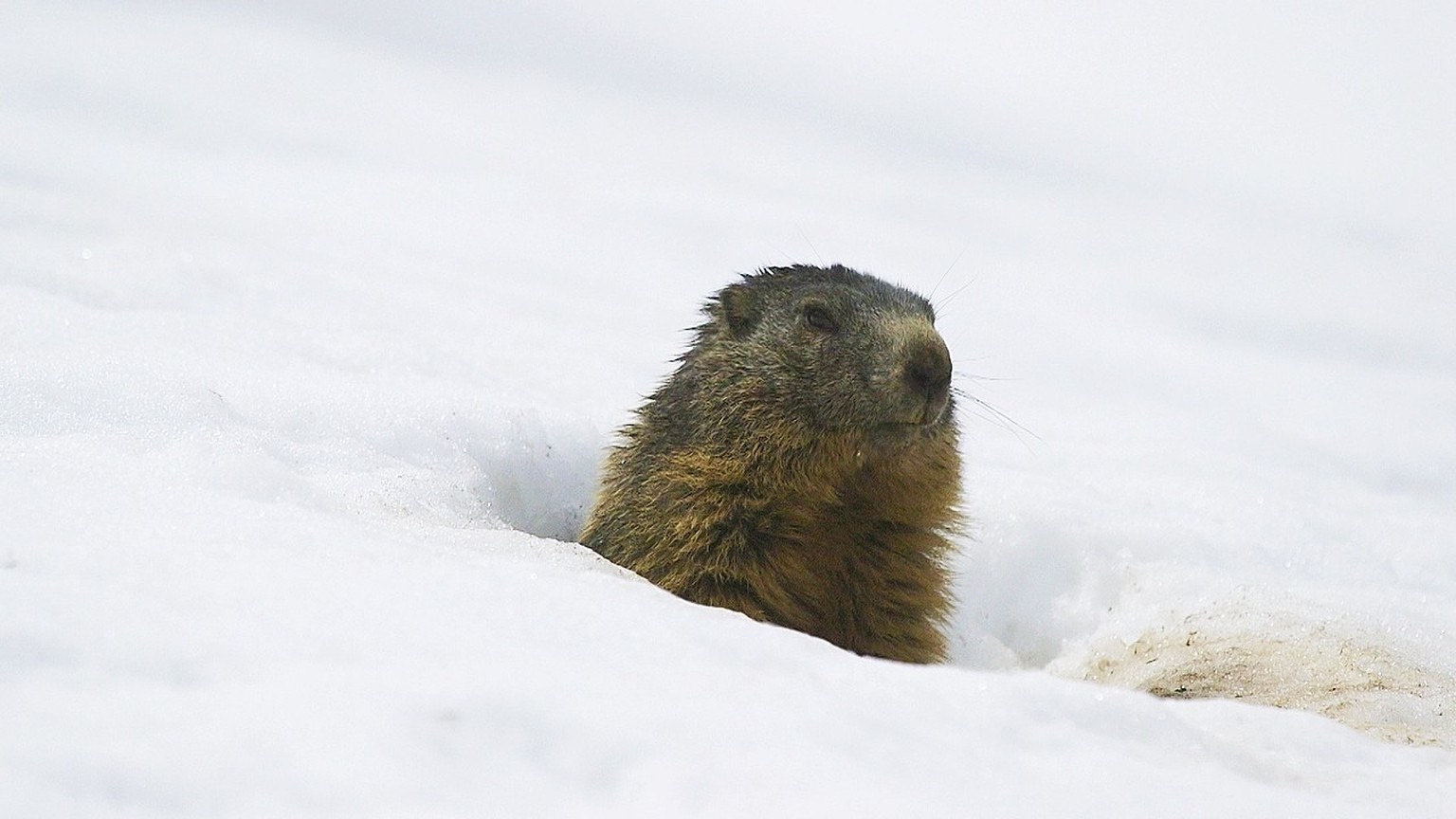 Dünne Decke: Weniger Schnee im Winter isoliert die Erdbaue im Winter nicht mehr genügend, sodass die Kälte zu den Winterschläfern durchdringt. Deshalb müssen Murmeltiere in höhere Lagen ausweichen, wo ...