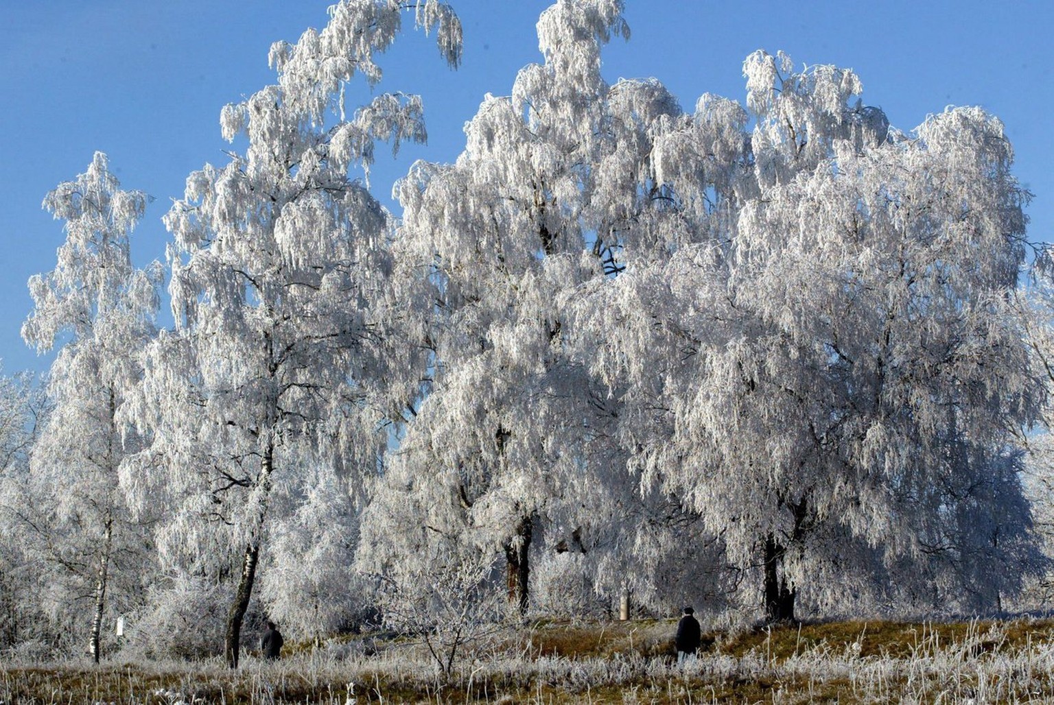 Der Schwarzwald, weiss verzuckert.