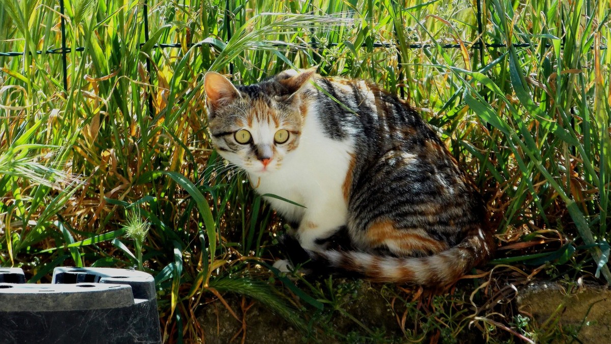 Nouvelle-Zélande: des enfants tuent des chats pour 250 dollars