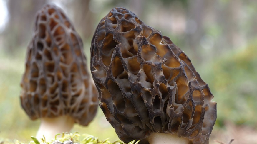Morchelzeit: Fachstellen warnen vor falscher Zubereitung