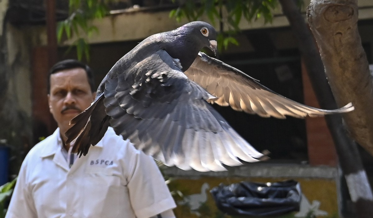 A pigeon that was captured eight months back near a port after being suspected to be a Chinese spy, is released at a vet hospital in Mumbai, India, Tuesday, Jan.30, 2024. Police had found two rings ti ...