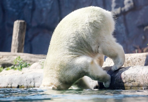 25.06.2019, Nordrhein-Westfalen, Gelsenkirchen: Das Eisbaermaedchen Nanook springt bei ueber 30 Grad Aussentemperatur in der Zoom Erlebniswelt ins Wasser. In Nordrhein-Westfalen koennte es heute den h ...