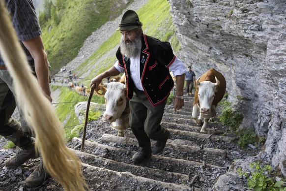 Guided by farmer Peter, a herd of cows climb the narrow trail from Adelboden to the high plateau at Engstligenalp for their summer stay, in Adelboden, Switzerland, Saturday, June 18, 2022. Accompanied ...
