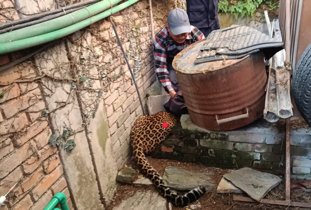 Leopard Schweizer Botschaft Nepal