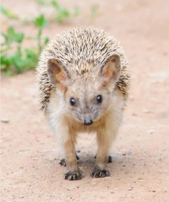 Langohrigel

https://www.reddit.com/r/AIDKE/comments/1uvmn9m/longeared_hedgehog_hemiechinus_auritus/