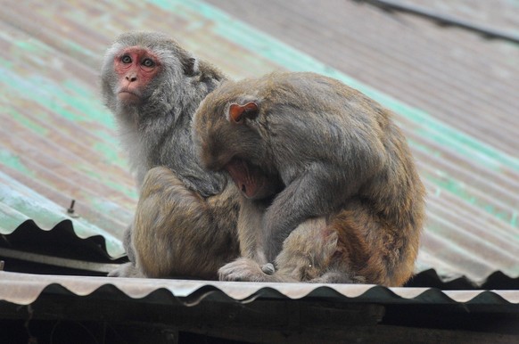 22 January 2024 Sylhet-Bangladesh: Rhesus macaque monkeys sit in the cold in Chasnipir Road area of Sylhet, Bangladesh on a foggy winter morning. The macaque s coat is well adapted to the cold and inc ...