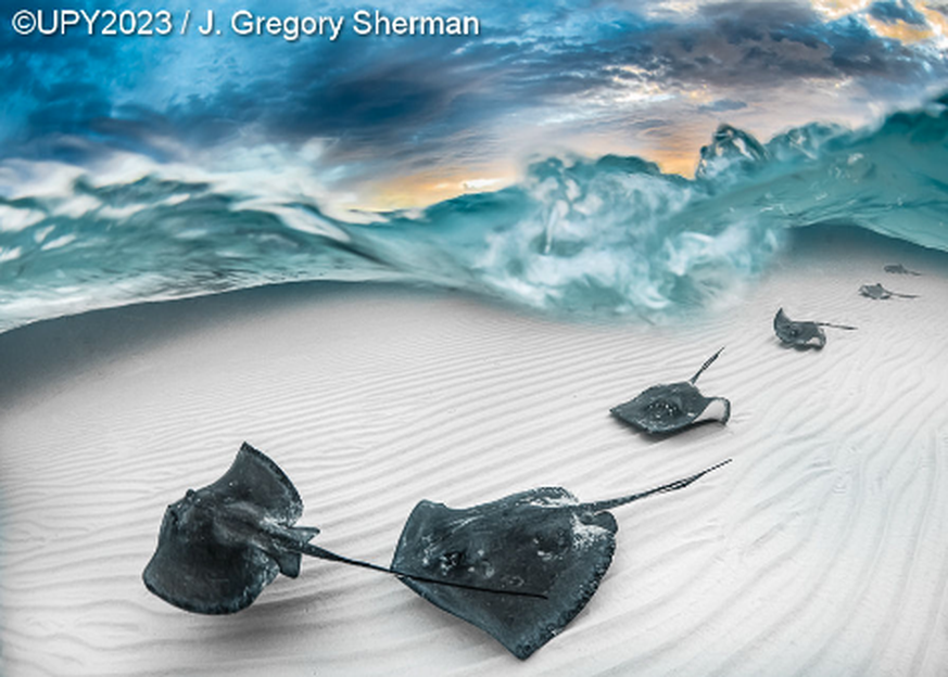 Underwater Photographer of the Year Marelux Wide Angle, Rays