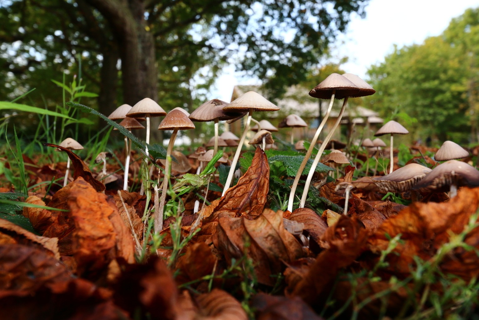 Zauberpilze, Magic Mushrooms. Die meisten gehören zur Gattung der Kahlköpfe (Psilocybe)