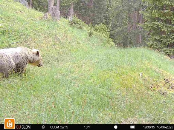 Dieses Foto des Bären stammt von einer Fotofalle bei Bergün im Albulatal.