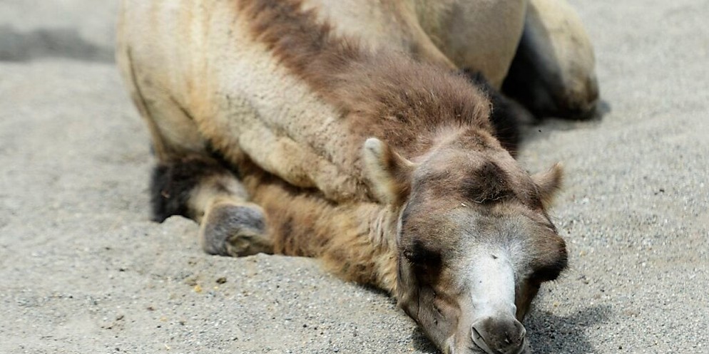 Vor zwei Wochen schloss der Zoo Johns Kleine Farm in Kallnach für immer seine Tore. Noch vor der Schliessung haben John-David Bauder und sein Team für alle 460 Tiere einen neuen Lebensort gefunden. Je ...
