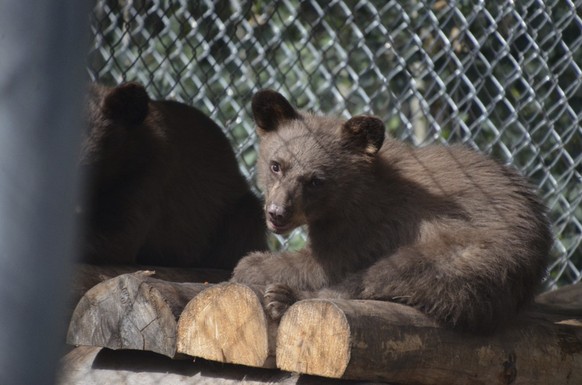 This July 19, 2018, file photo provided by Colorado Parks and Wildlife shows an orphaned bear cub that was burned by a wildfire healing at a rehabilitation center in Del Norte, Colo. The orphaned bear ...