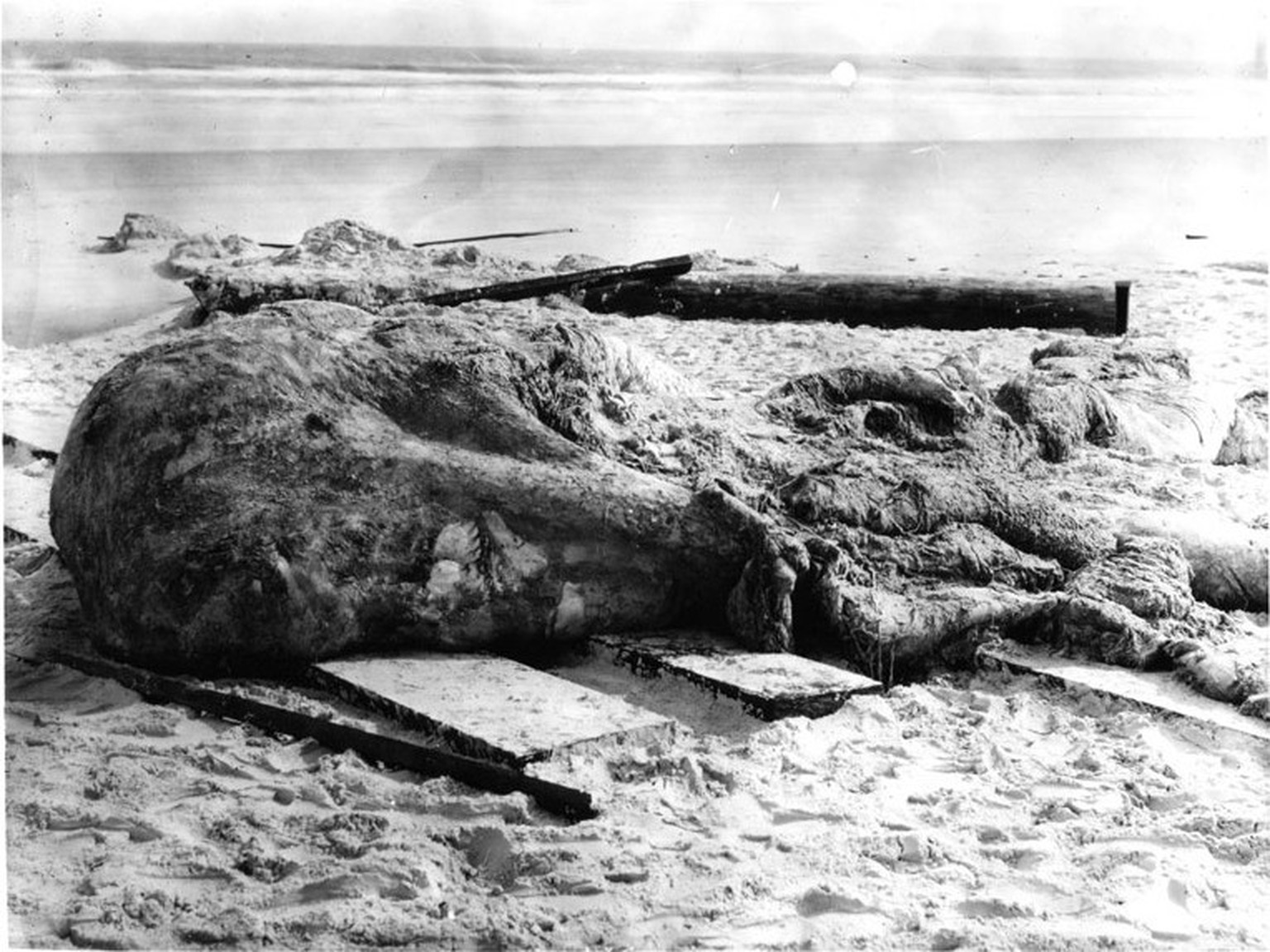St. Augustine Monster