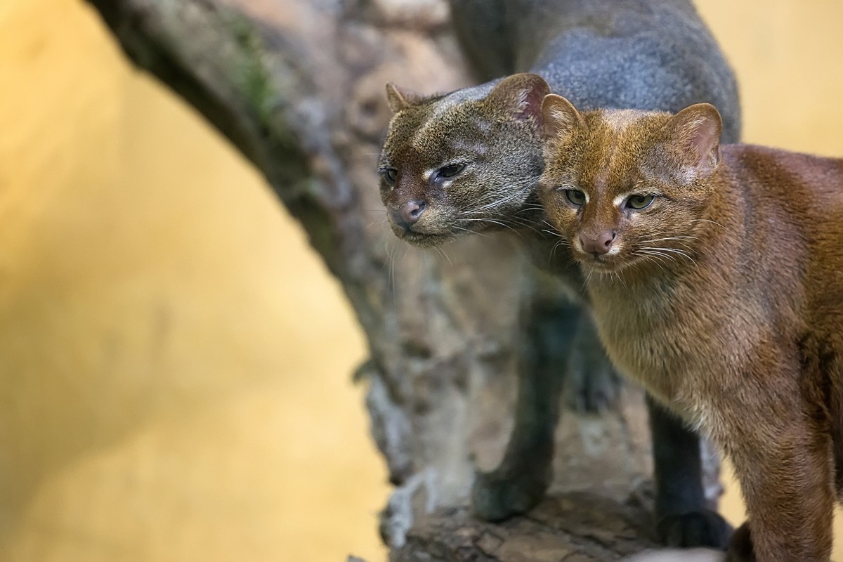 Jaguarundi in the wild on the wood xkwx nature, look, looking, sitting, orange, animal, wild, wildlife, forest, wood, woodland, outdoors, tree, beauty, natural, jaguarundi, puma, mammal