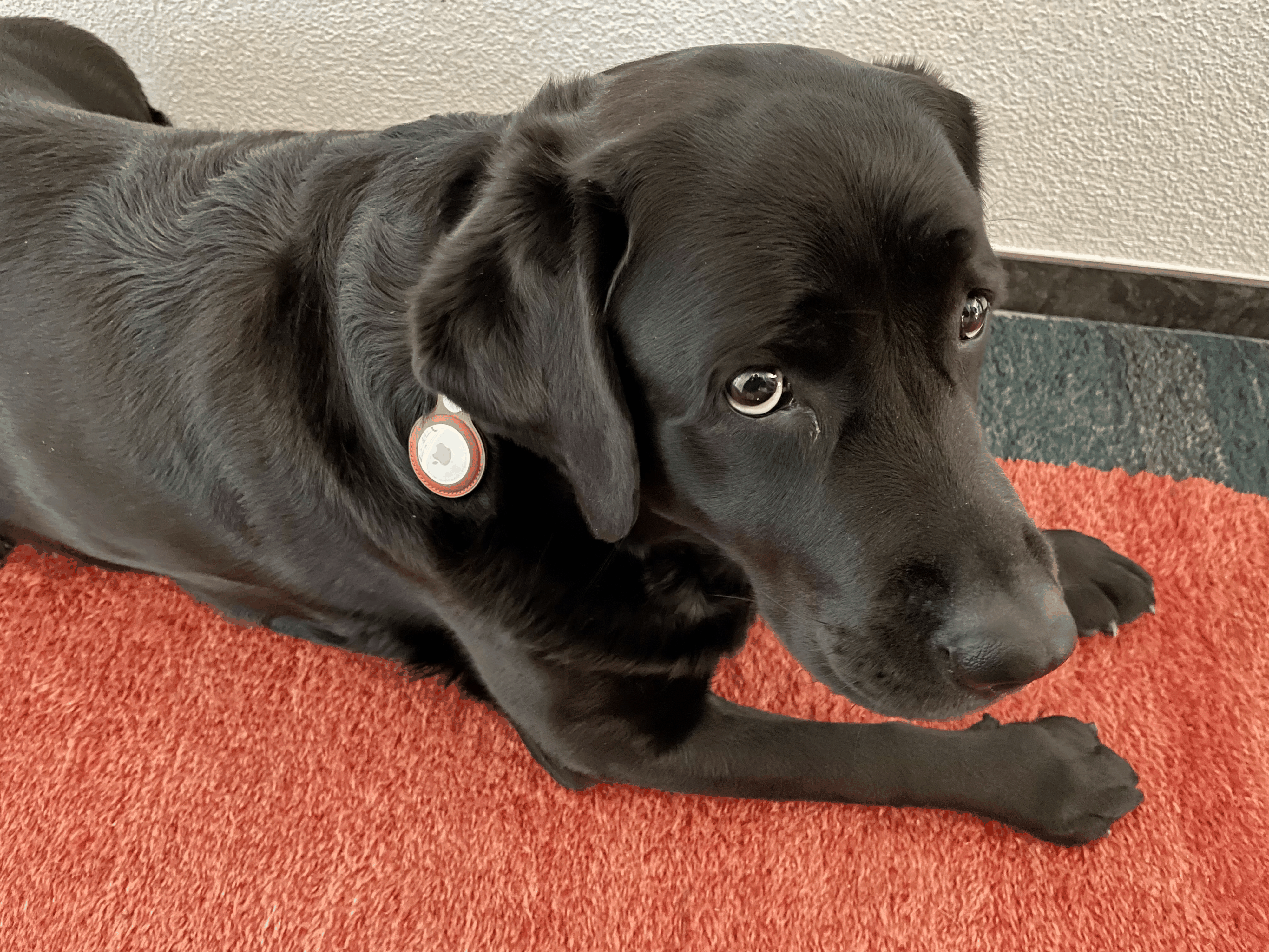 Hund mit AirTag von Apple (am Halsband).