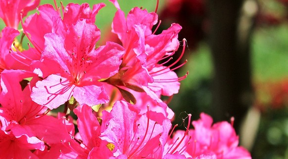 https://pixabay.com/de/azalee-rhododendron-bl%C3%BCten-1387501/