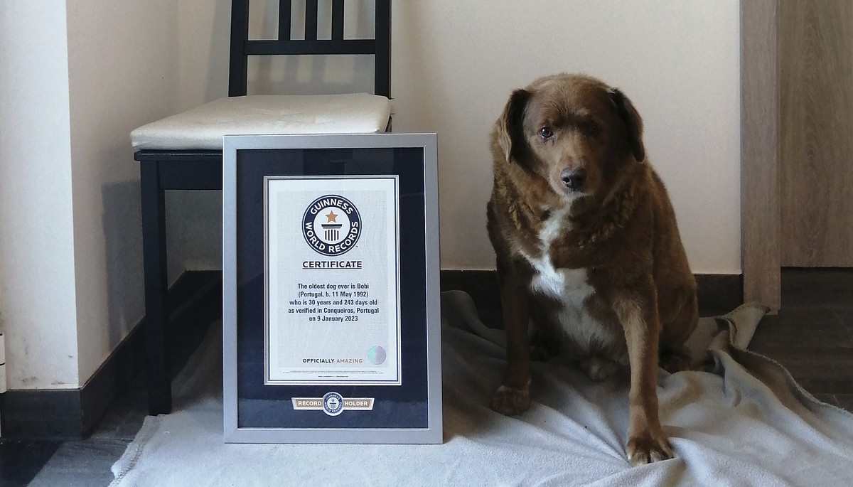 This 2023 image provided by Guinness World Records shows Bobi in Conqueiros, Portugal. Guinness World Records says the world?s oldest dog recently celebrated his 31st birthday. Bobi's owner says  ...