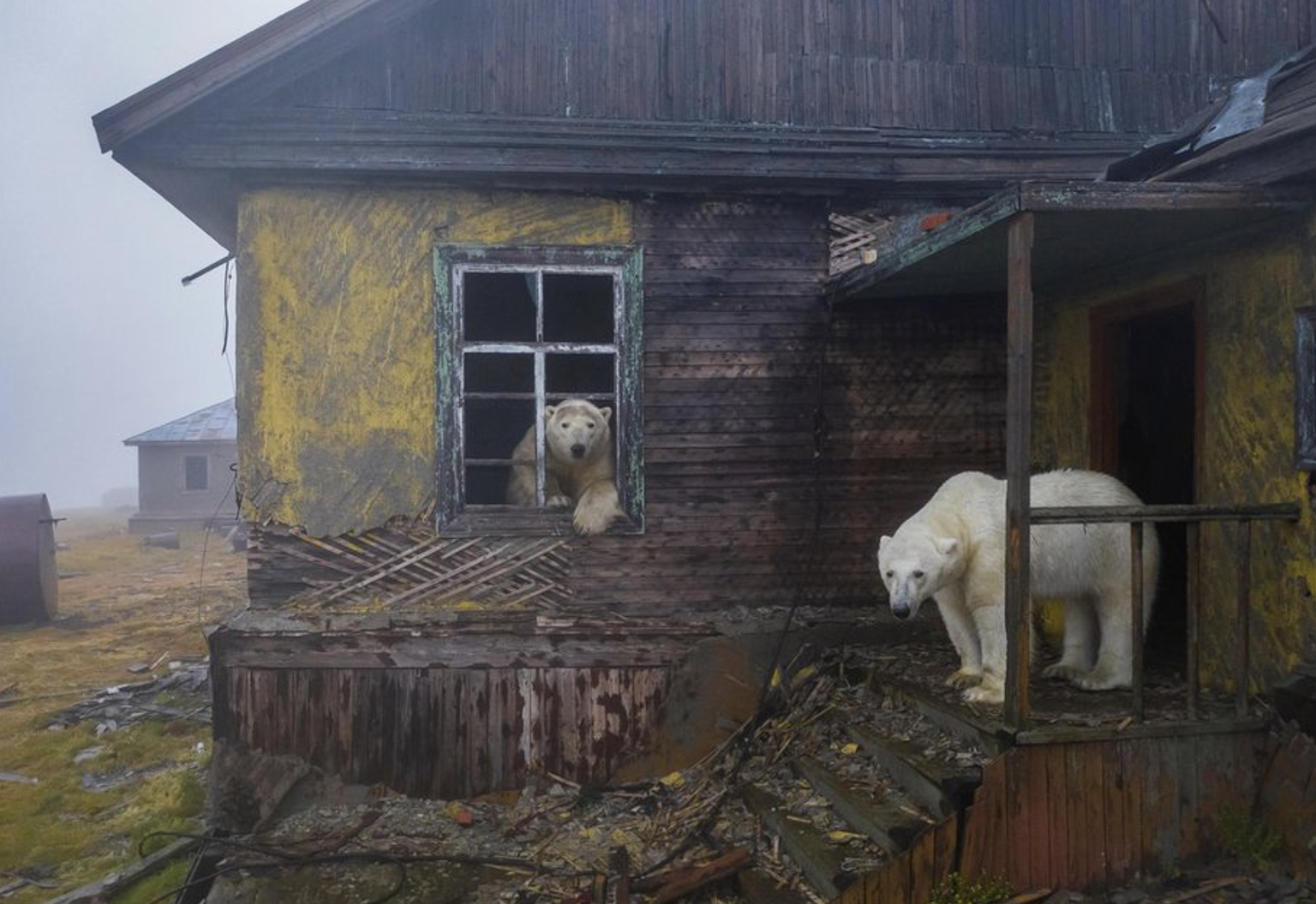 Dmitry Koch menggunakan drone untuk mengambil foto dua beruang kutub ini di Pulau Kolyuchin di Laut Chukchi Arktik.