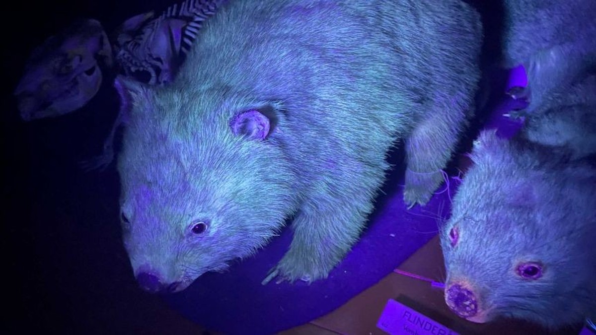 cute news tier wombats

https://www.reddit.com/r/NatureIsFuckingLit/comments/k1bp14/wombats_are_bioflourescent_under_uv_light/