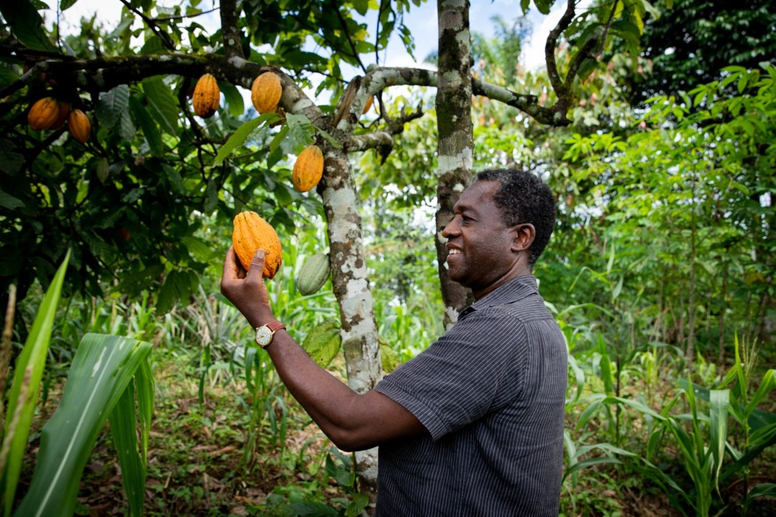 Kakaobohnen-Plantage in Afrika.