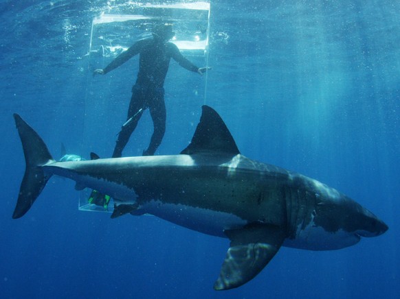 In this 2015 photo provided by Discovery Channel, a great white shark researcher stands in the clear shark cage while a great white shark swims by during an episode of &quot;Shark Week.&quot; The tele ...