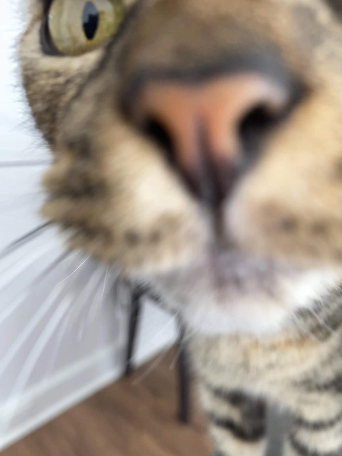 cute news tier katze

https://www.reddit.com/r/cats/comments/16ane6z/comment/jz8vnw2/?utm_source=share&amp;utm_medium=web2x&amp;context=3