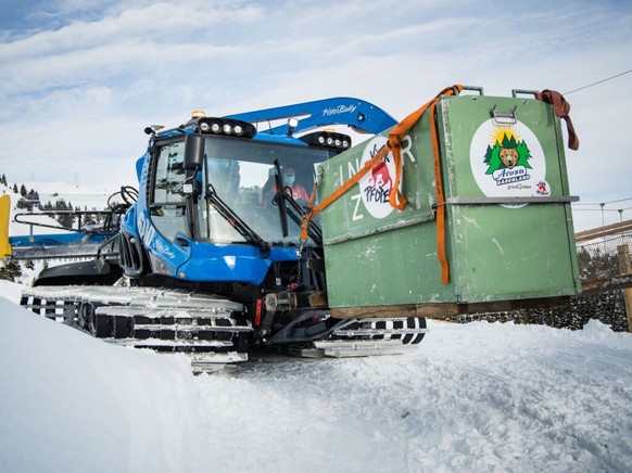 Ein Pistenbully transportierte Jambolina auf den letzten Metern zum Arosa B�renland.