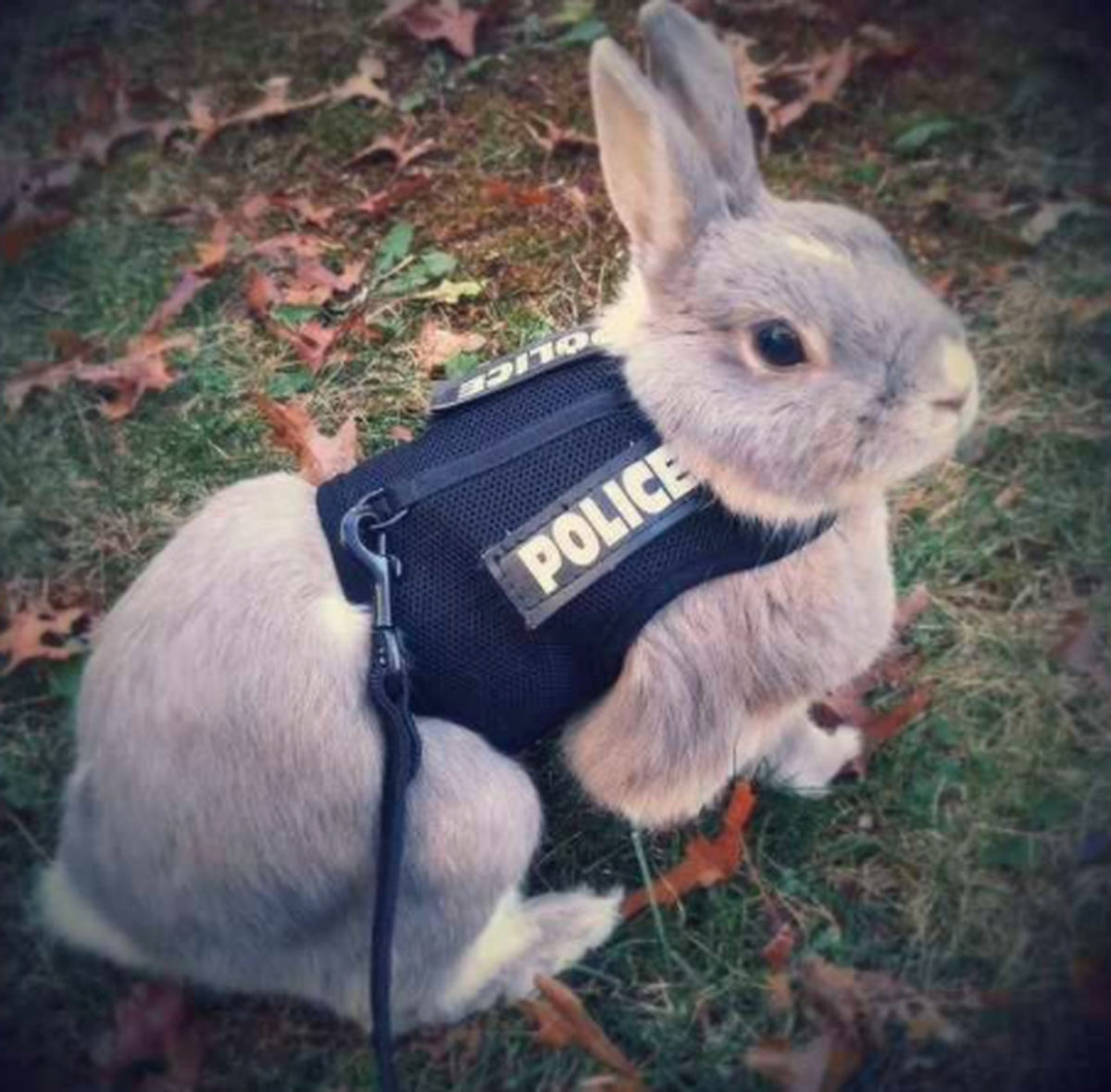 Lustige Tierbilder