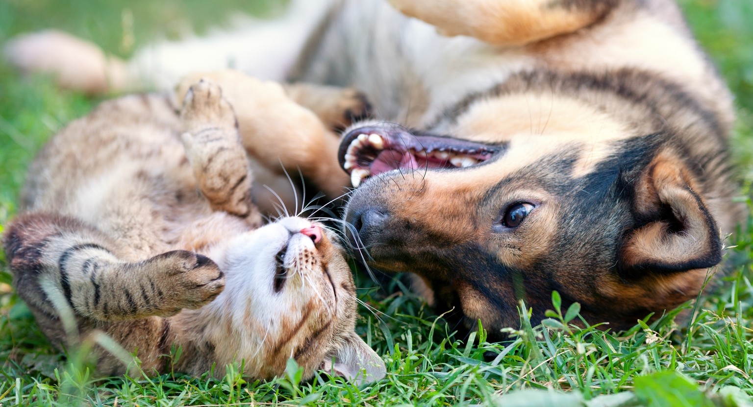 So wie es Hunde- und Katzenmenschen gibt, gibt es auch Hunde- und Katzenländer.