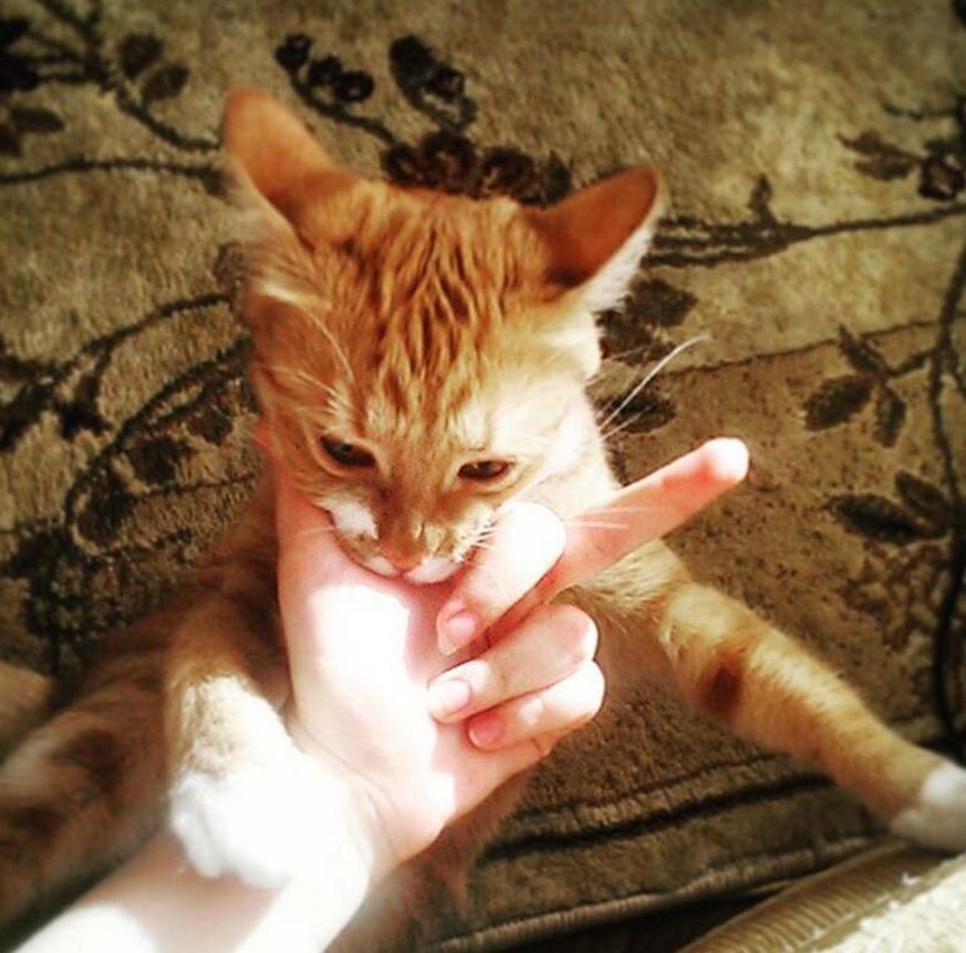 11 Arten, deiner Katze zu zeigen, dass du sie lieb hast