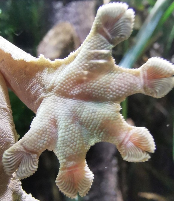 cute news tier gecko

https://www.reddit.com/r/mildlyinteresting/comments/d4jc1c/a_close_up_of_a_geckos_foot/