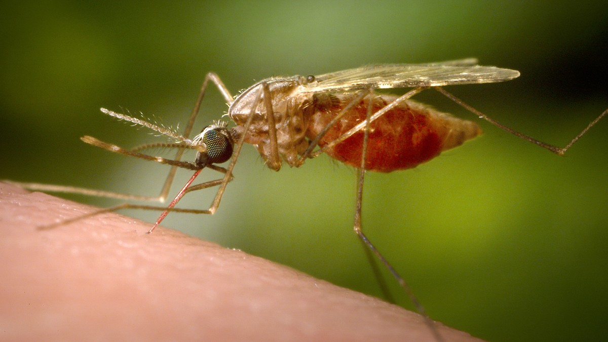In-Norditalien-breitet-sich-das-Chikungunya-Virus-aus