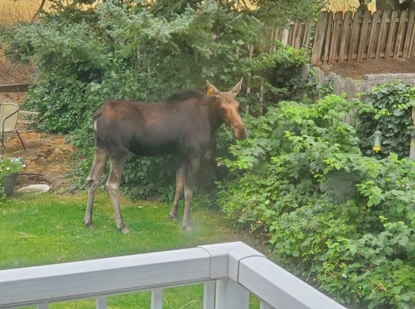cute news animal moose https://www.reddit.com/r/NatureIsFuckingCute/comments/10kbsz5/moose_on_the_loose_spring_moose_visit_in_lawn/