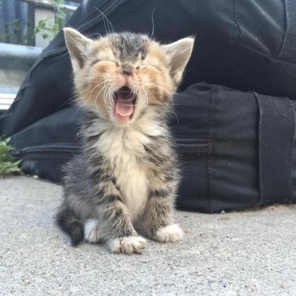 cute news animal tier katze cat

https://imgur.com/t/aww/c92YMmx