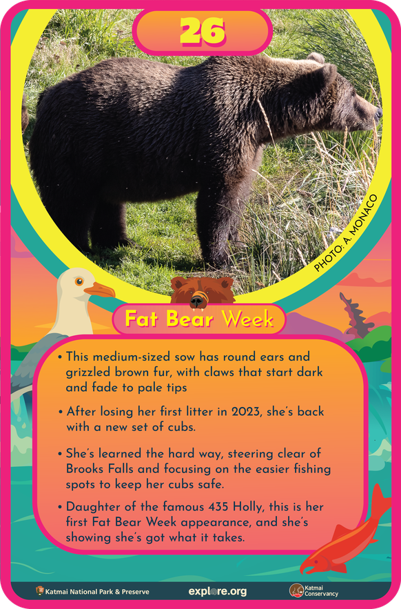Bear 26 fact card