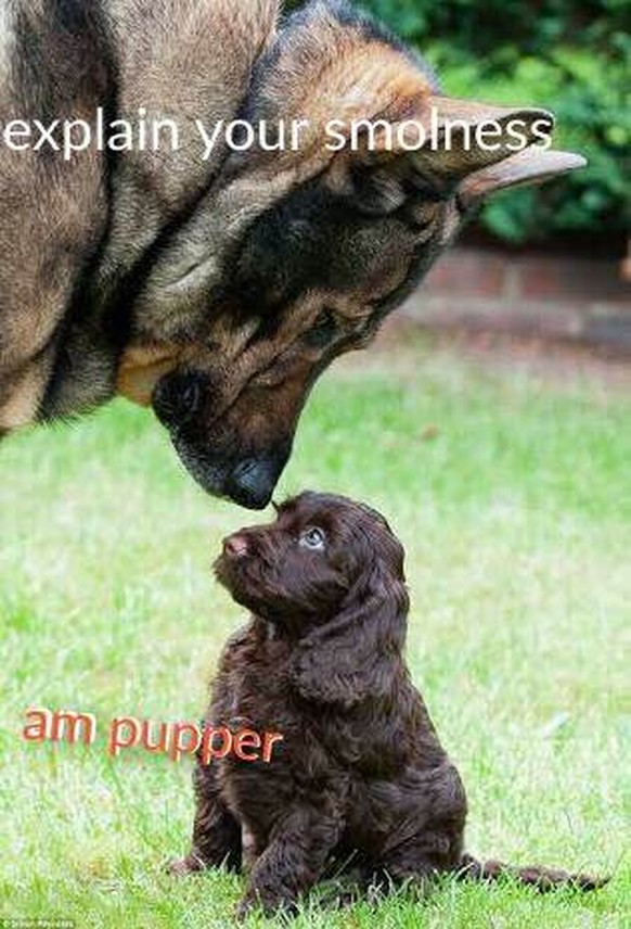 Grosser Hund und kleiner Hund
Cute News
https://imgur.com/gallery/gGXSv