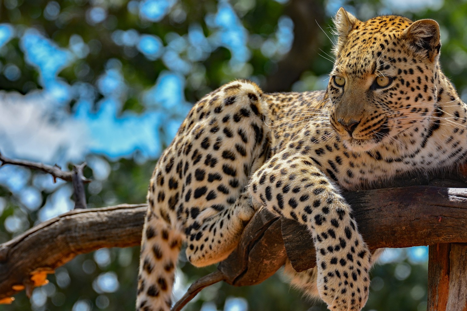 ein leopard in botswana chillt&#039;s auf dem baum. er hat grad kein bock zum arbeiten. ich kann&#039;s verstehn.