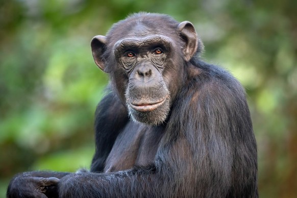 männlicher Schimpanse Affe