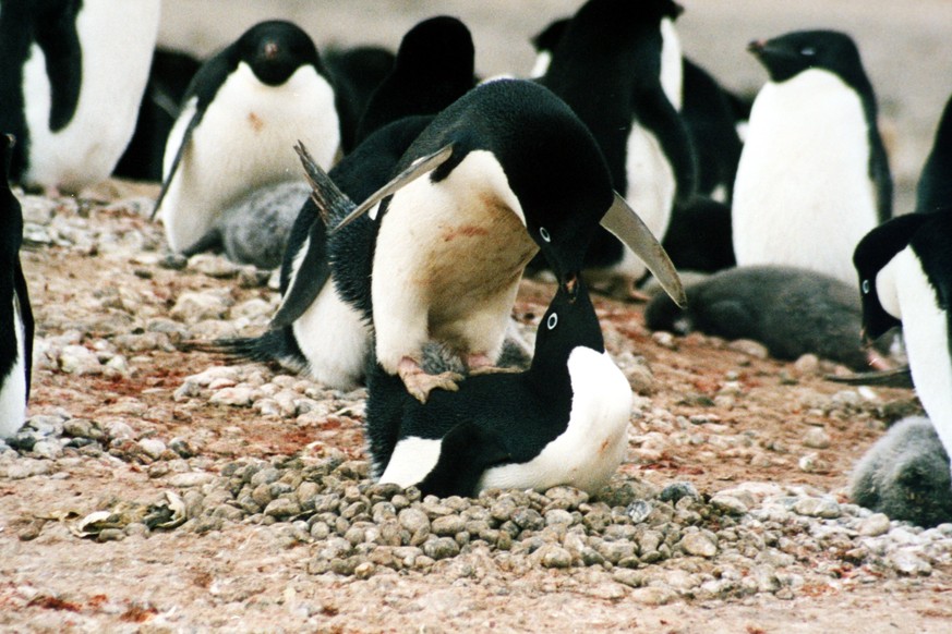 Adeliepinguine. (Bild: wikimedia/Brocken Inaglory)