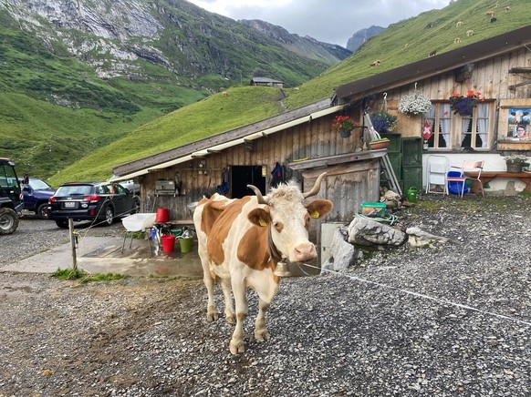 Den Kühen von Ernst Wandfluh fehlt es weder an Futter noch an Wasser. Im Flachland fehlt aber beides. Für die Tiere kann das die Schlachtung bedeuten.