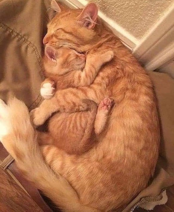 cute news tier katze

https://www.reddit.com/r/cats/comments/qgj1gz/he_slept_well_with_his_mother/