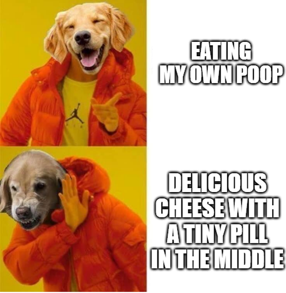 Funny dog ​​memes for world dog day.