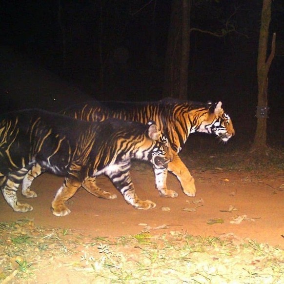 Normale Tiere und andere Dinge in besonderen Farben und darum von besonderer Schönheit.