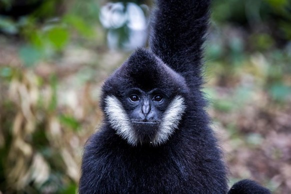 Gibbon